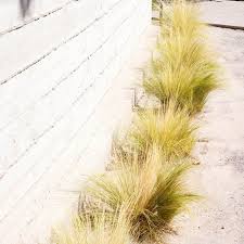 Image result for Polystachya tenuissima