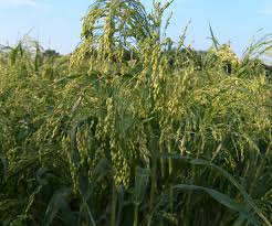 Image result for Panicum carneovaginatum