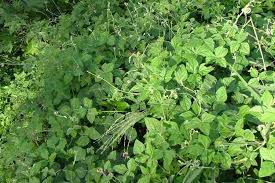 Image result for Macroptilium atropurpureum