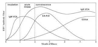 When the test is done too soon after infection, there may not be enough antibodies in the blood to trigger a positive result. Pediatric Mononucleosis And Epstein Barr Virus Infection Practice Essentials Background Pathophysiology