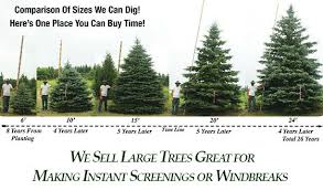 Order evergreens conifer trees and plants online. Minnesota Tree Nursery Stock We Sell Hardy Evergreen And Shade Trees