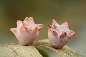 Image result for Dicoma galpinii