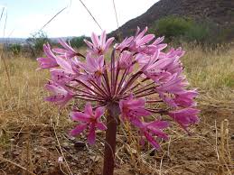 Image result for Brunsvigia