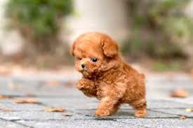 See more ideas about red poodles, red poodle puppy, miniature poodle puppy. Teacup Poodle Ultimate Guide Intelligence Personality Trainability Etc