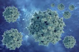 For some people, hepatitis b infection becomes chronic, meaning it lasts more than six months. Hepatitis B Hbv News Articles Etc European Pharmaceutical Review