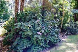 Image result for Bartlettina