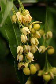 Image result for Rhabdophyllum arnoldianum