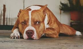 Finding the right name for your best friend is important because you have a lifetime of love and companionship ahead of you. 430 Female Pit Bull Names Tough Strong Cute Names Petpress