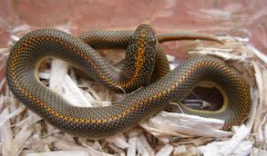 Applying is easy and only takes a few minutes! Exotic Pet Stores Near Me All Over The World