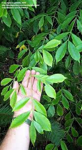 Image result for Myrianthus