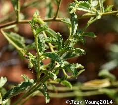 Image result for Hermannia parvula