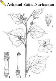 Image result for Urena lobata