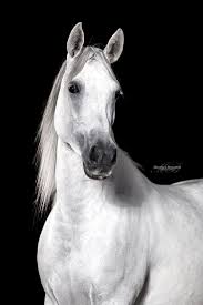 pferde im studio monika bogner photography pferdefotografie und hundefotografie in bayern und g pferde fotografie pferde hintergrundbilder pferdefotografie