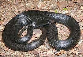 Northern Black Racer Black Racer Racer Natural Scenery