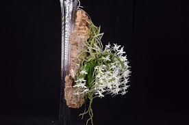 Image result for Mystacidium gracile