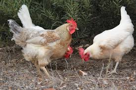 A good pest control company is transparent with you about the treatments needed on your property. Stickfast Fleas Control And Eradication Agriculture And Food