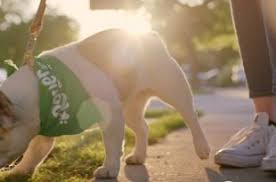 Since 1998, we've provided our members with the freedom to book their own clients with their preferred method of scheduling, and the ability to run their business how they want. American Pet Products Association Dogexpress