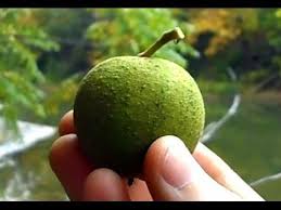 Rose flowers, dozen beautiful photos of roses. Wild Food Foraging Black Walnuts Youtube