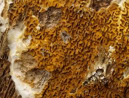 Online shop naturliche bad sisal schwamm peeling dusche schwamm. Hausschwamme Wikipedia