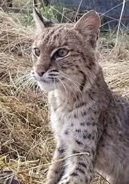 Pin By Alyssa N Jayson Villarreal On Bobcat Reference Cats Wild Cats Animals Wild