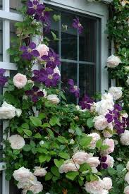 Climbing Roses On House 24 Bloementuin Klimroos Rozentuin