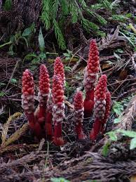 Image result for Balanophoraceae