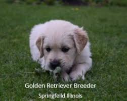 Our puppies are intelligent, highly trainable, healthy, birdie with titled field dogs close in the pedigree. 6 Best Golden Retriever Breeders In Illinois 2021 We Love Doodles