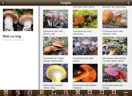 3 Step Mushroom Identification With Fungioz App Fungioz