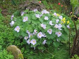 An ultimate woodlander that is well suited for cool to mild coastal regions. Glaucidium Palmatum Forum Topic North American Rock Garden Society