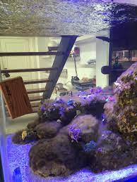 They need to be hungry enough to feel like eating it. Brown Hair Algae With Zero Nutrients Help Reef2reef Saltwater And Reef Aquarium Forum