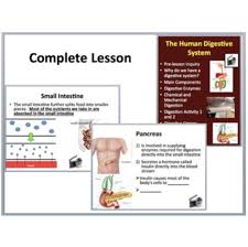 Student exploration digestive system gizmo answer key. The Human Digestive System Complete 5e Lesson Bundle