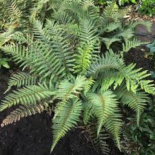 Image result for Polystichum
