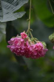Image result for Dombeya acutangula