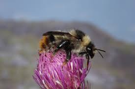 Sign in to see your club exclusive and anniversary items, renew your membership, and receive free shipping on all orders over $200! Wahrscheinlich Seltenste Hummel Osterreichs Gefunden Naturschutzbund Osterreich