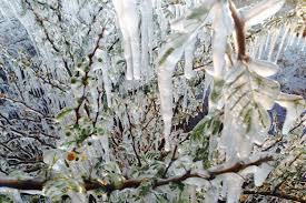 Central Queensland farmer awakes to icy winter wonderland