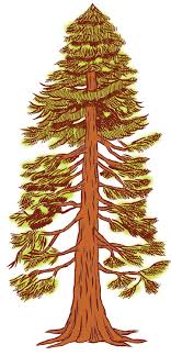 Seven years later, in 1886, the land came under the control of the kaweah colony, a utopian socialist community whose economy was based on logging. Easy Redwood Tree Drawing Novocom Top