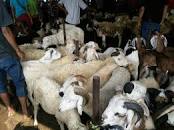 Hasil gambar untuk aqiqah di Tegal Kunir Lor,Mauk,Kabupaten Tangerang