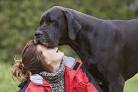 11 Low Maintenence Dog Breeds: Laid Back & Lazy Canine ...