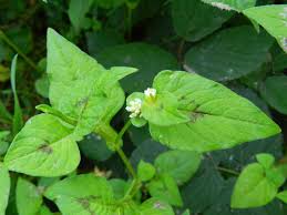 Image result for Persicaria nepalensis