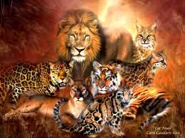 Hlw frnds is video me maine lion, tiger,jaguar, leopard, white leopard ko roar krte hue dikhaya h agar frnds hamara ye video apko accha lage to plz is video. What Are The Only Large Cats That Roar Together As A Group The Millennial Mirror