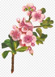 Check spelling or type a new query. Apple Tree Flowers Apple Blossom Png Clipart Transparent Png 634736 Pikpng