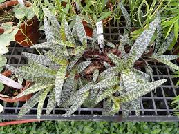 Image result for Ledebouria