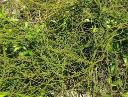 Image result for Cassytha