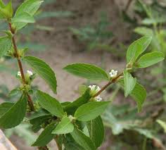 Image result for Duosperma quadrangulare