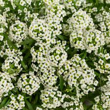 Image result for Allophylus whitei