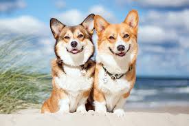 The cardigan welsh corgi is the older of the two corgi breeds and undoubtedly was used in the development of the pembroke. Pembroke Welsh Corgi Dog Breed Information Characteristics Daily Paws