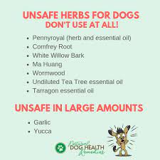 Unsafe Herbs For Dogs Possible Side Effects Of Herbs On Pets