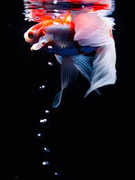aquarium und aquaristik aquaristik aquarium aquarium einrichten