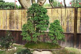img 3376 台北花博養生館櫸樹 jpg bonsai tree bonsai outdoor structures