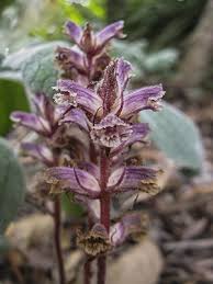Image result for Orobanche minor